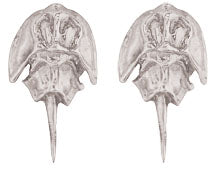 Tiny Horseshoe Crab Stud Earrings - Image 2